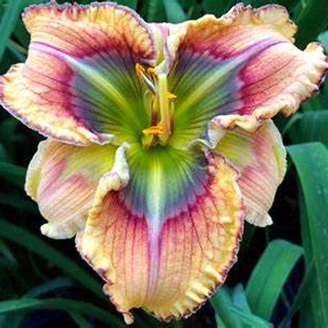 Daylily Reblooming For Planting Peculiar Aroma Hemerocallis Fulva