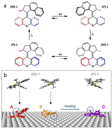 A Full Rotary Cycle Of The Molecular Motor B Scheme Of The