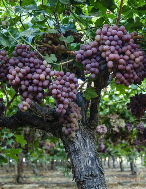 Red Globe grapes at a vineyard, San Joaquin valley, California, USA ...