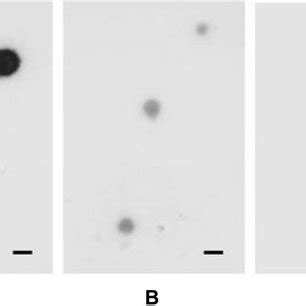 A Western Immunoblot Analysis Of ScARPs From S Citri GII3