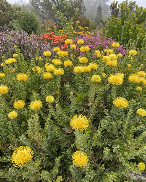 uc santa cruz arboretum & botanic garden 6