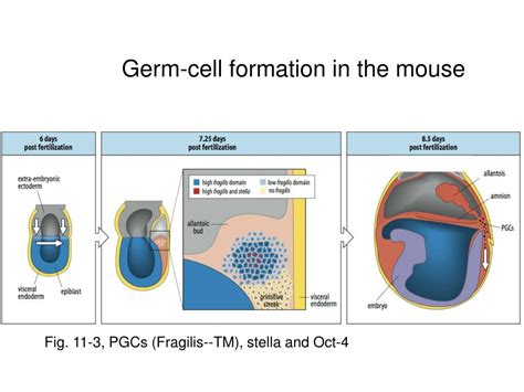 Ppt Chapter Germ Cells Fertilization And Sex Powerpoint Presentation Id