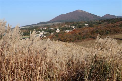 Pulau Jeju Berbukit Reed - Foto gratis di Pixabay - Pixabay