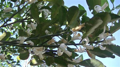 Green Thumb: My Calamansi Tree