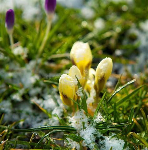 Spring Flowers Growing in Snow Stock Photo - Image of buds, awaking ...