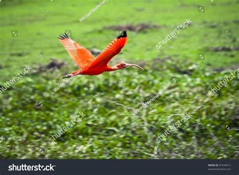 Scarlet Ibis Flight Above Grasslands Flying Stock Photo 81544012 ...