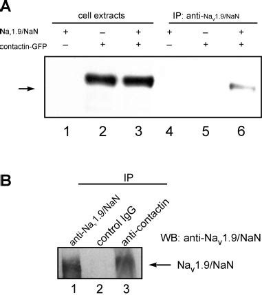 Interaction Between Contactin And Na V 1 9 NaN In Vivo A Contactin