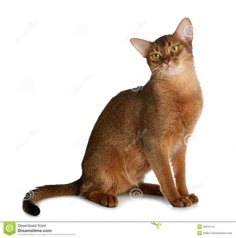 Gato Novo Abyssinian Isolado No Fundo Branco Foto De Stock Imagem De