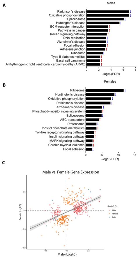 Perinatal Lead Exposure Promotes Sex Specific Epigenetic Programming Of Disease Relevant