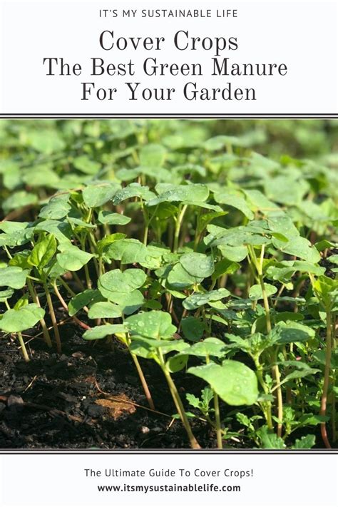 Cover Crops The Best Green Manure For Your Garden It S My