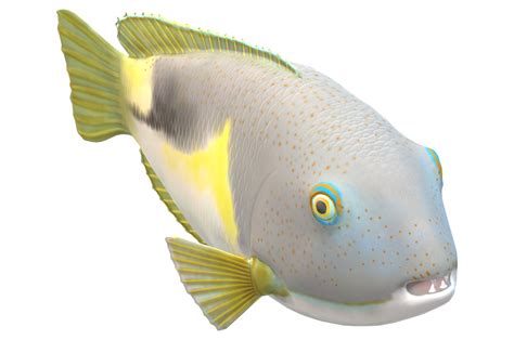 Colmillo Pescado Aislado En Un Transparente Antecedentes Png