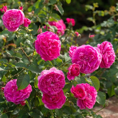 England's Rose | English Shrub Rose | David Austin Roses