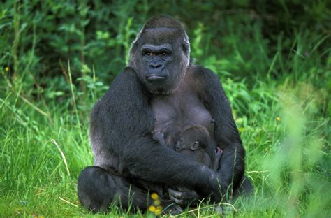 Eastern Lowland Gorilla - Facts, Size, Diet, Pictures - All Animal Facts