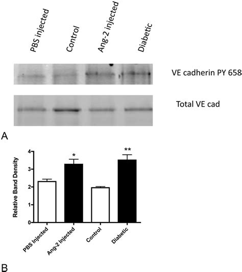 Increased Ve Cadherin Phosphorylation In The Retina In Response To