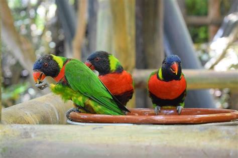 Where Do Parrots Live The Many Habitats Of Parrots In The Wild