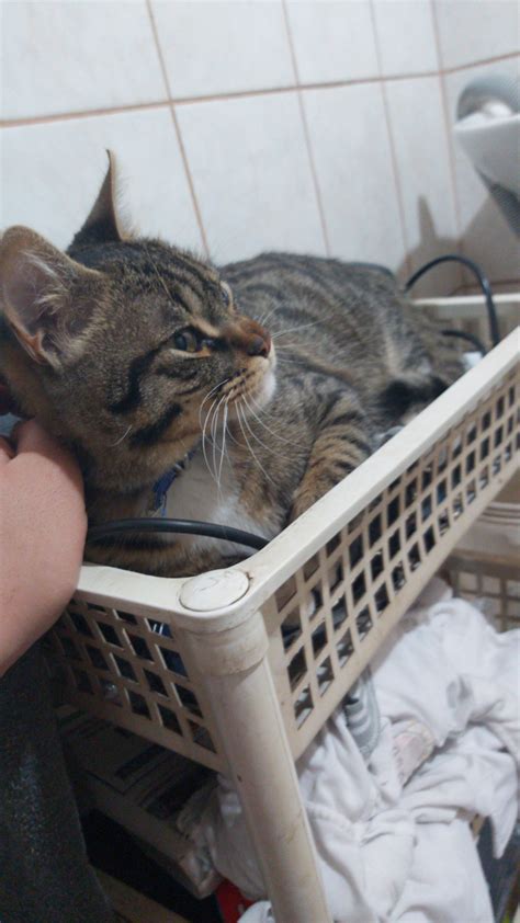 desy gato on Tumblr