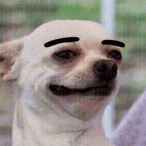 Dog Eyebrow Raise GIF - Dog Eyebrow Raise Eyebrow - Discover & Share GIFs