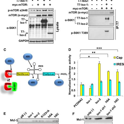 S6k1 Kinase Inactive Isoforms Enhance 4e Bp1 Phosphorylation With Only Download Scientific