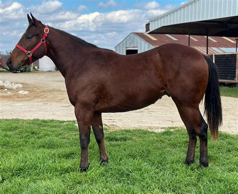 Victory Farms Stallion Station, Inc - TALES NOT TOLD- TB (Tale Of The