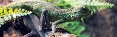 Home | Parker Exotic Pets