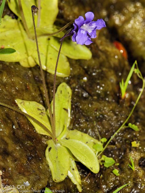Pinguicula vulgaris