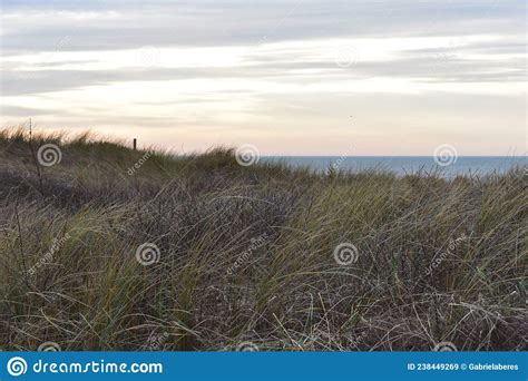 Grama De Aranha Sobre Dunas De Areia Imagem De Stock Imagem De Norte