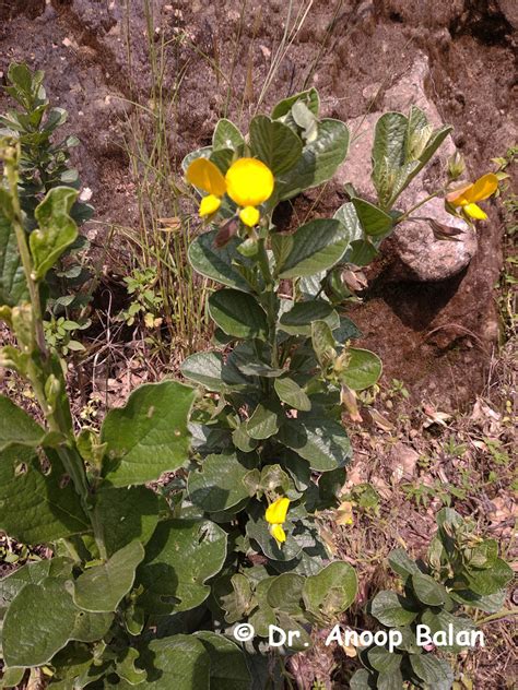 Crotalaria Wightiana Graham Ex Wight Arn Plants Of The World