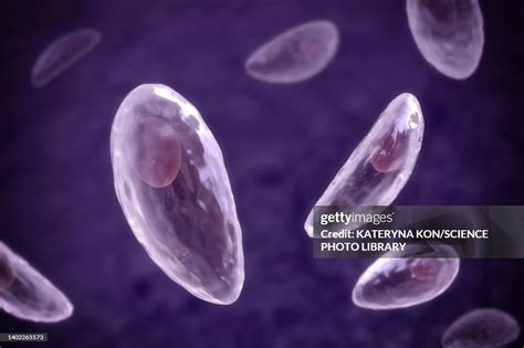 Toxoplasma Gondii Parasites Illustration High Res Vector Graphic