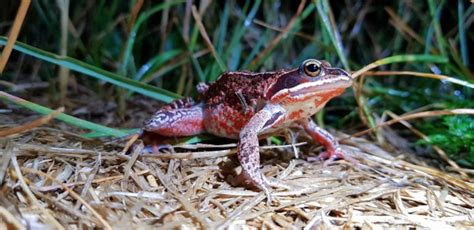 Boreal Forest Reptiles & Amphibians: The Boreal Encyclopedia