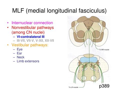 PPT - Cranial Nerves PowerPoint Presentation - ID:429916