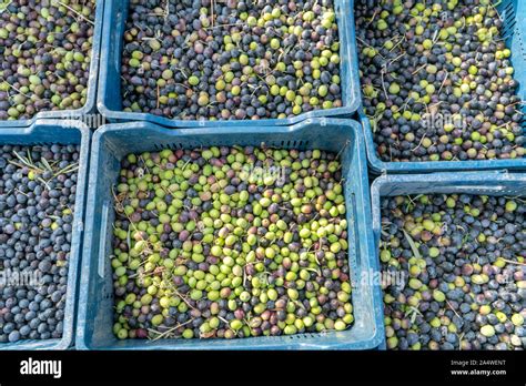 Plastic Crates Filled With Freshly Harvested Olives From Olive Trees