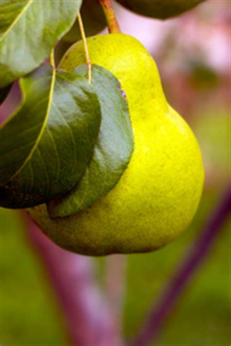 Moonglow Pear Trees for Sale | Willis Orchard Company