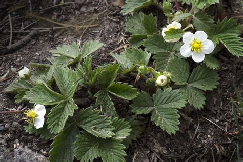 Fragaria Vesca Rosaceae Image 73443 At PhytoImages Siu Edu