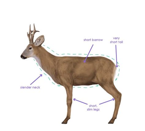 13 best Deer anatomy images on Pinterest | Animal anatomy, Deer and ...