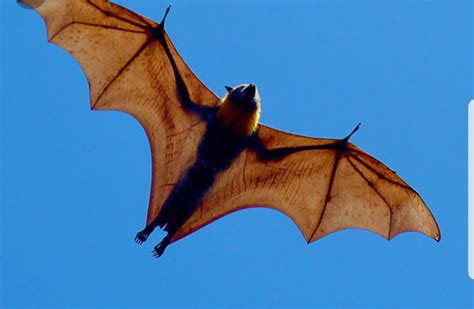 The Giant Golden Crowned Flying Fox Acerodon Jubatus Also Known As