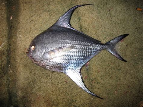 Bigscale pomfret photo and wallpaper. Cute Bigscale pomfret pictures