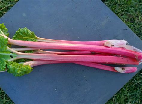 Grow your own: Forced rhubarb - Wicked Leeks