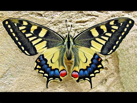 What Do These Butterflies Reveal About Your Birthday Month Boldsky