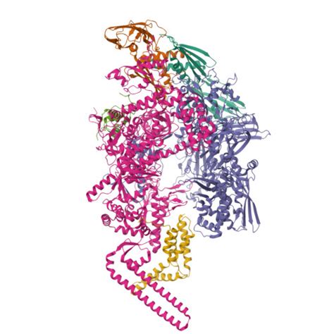 RCSB PDB 7ZF2 Protomeric Substructure From An Octameric Assembly Of