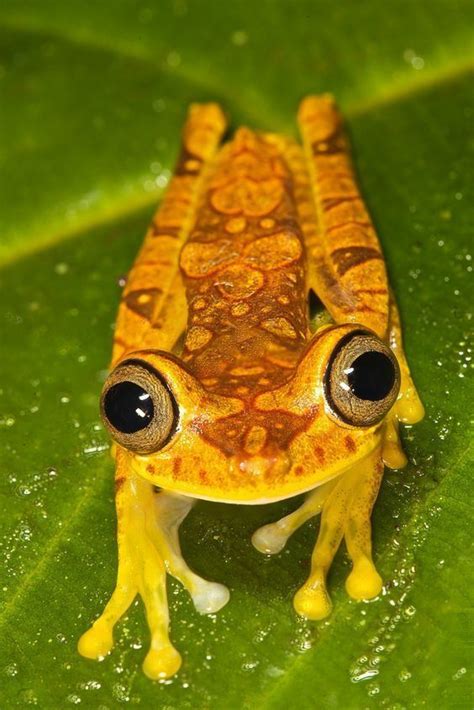 Imbabura Tree Frog Alchetron The Free Social Encyclopedia