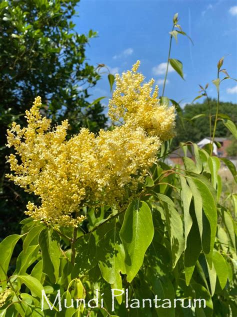 Syringa Reticulata Subsp Pekinensis Beijing Gold Mundi Plantarum