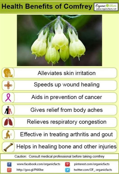 Benefits Of Comfrey Oil Healing Food Health Remedies Health