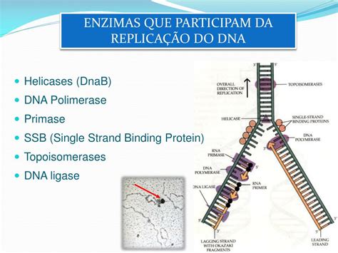 PPT REPLICAÇÃO DE DNA PowerPoint Presentation free download ID 907764