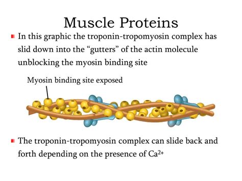 Ppt Organization Of Muscle Tissue Powerpoint Presentation Free