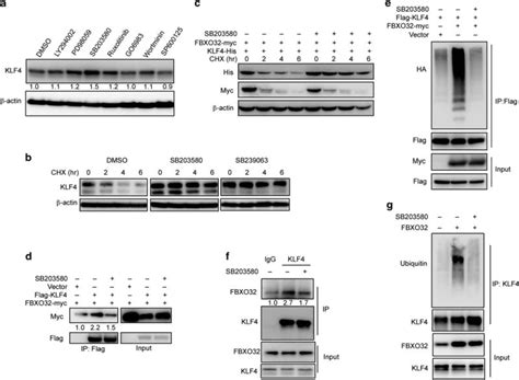 Fbxo32 Suppresses Breast Cancer Tumorigenesis Through Targeting Klf4 To