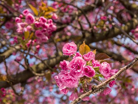 Flor Japonesa Cor De Rosa Da Cereja Rvore Sakura Foto De Stock