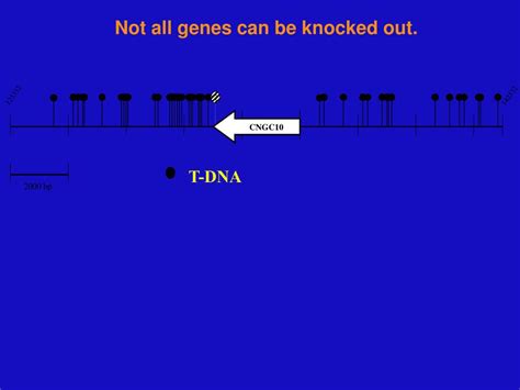 Ppt T Dna Mutagenesis Powerpoint Presentation Free Download Id262221