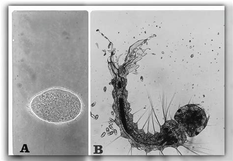 What Do Mosquito Larvae Look Like? Spot Them Now!