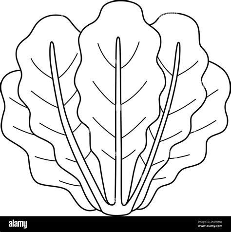 Romaine Lettuce Vegetable Isolated Coloring Page Stock Vector Image