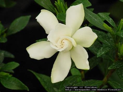 Plantfiles Pictures Gardenia Species Cape Jasmine Common Gardenia